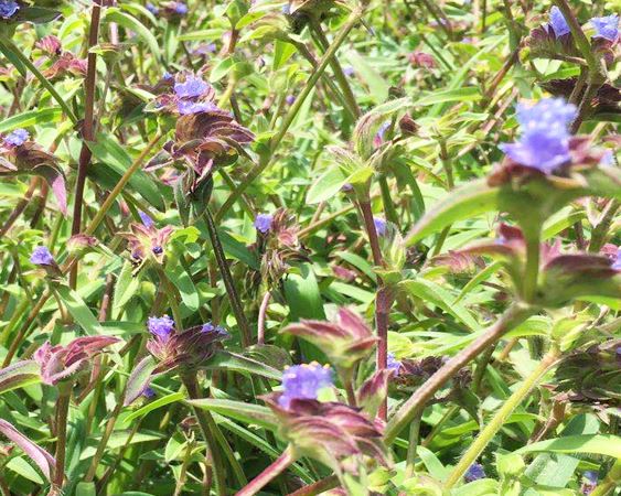 Dew grass that blooms and harvests seeds