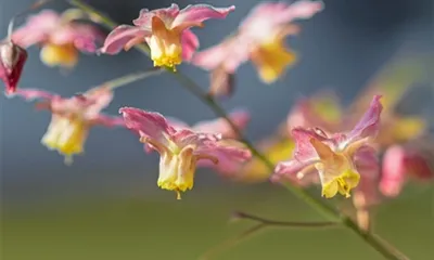 Manfaat Epimedium